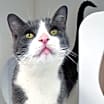 Thumbnail photo of Boris (in foster) #2