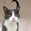 Thumbnail photo of Boris (in foster) #3