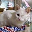 Thumbnail photo of Saraphina #3