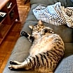 Thumbnail photo of Montgomery *MUST BE ADOPTED WI #2