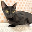Thumbnail photo of Abby #2
