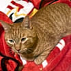 Thumbnail photo of Fozzie #2
