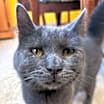 Thumbnail photo of Elgie #2