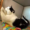 Thumbnail photo of Brutus - Barn Cat #2