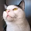 Thumbnail photo of Brutus - Barn Cat #3