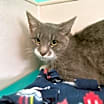 Thumbnail photo of Dwight-FIV+ #2
