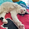 Thumbnail photo of Isis   *A PRIORITY PET* #2