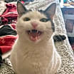 Thumbnail photo of Isis   *A PRIORITY PET* #3