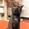 Thumbnail photo of Jenson (Jetty) (Cocoa) #2
