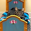Thumbnail photo of Fifi   *A PRIORITY PET* #2