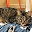 Thumbnail photo of Fifi   *A PRIORITY PET* #3