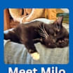 Thumbnail photo of Milo #2