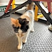 Thumbnail photo of Cali BK #2