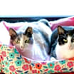 Thumbnail photo of Patty Poe bonded w Lucy #2