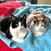 Thumbnail photo of Patty Poe bonded w Lucy #3