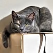 Thumbnail photo of Marbles OS #2