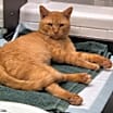 Thumbnail photo of Cheetoes #2