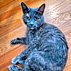 Thumbnail photo of Marbles OS #3