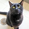 Thumbnail photo of Willis #2