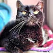 Thumbnail photo of Meowser #2