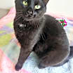 Thumbnail photo of Willis #3