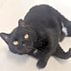 Thumbnail photo of Meowser #3