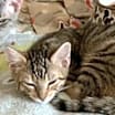 Thumbnail photo of Lucas #2
