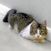 Thumbnail photo of Zoey 081621 #2