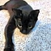Thumbnail photo of Mischief #2