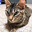 Thumbnail photo of Mouse #2