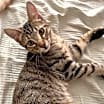 Thumbnail photo of Hathor #2