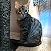Thumbnail photo of Mouse #3
