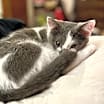 Thumbnail photo of Earl of Boop #3