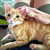 Thumbnail photo of Ra #3