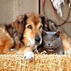 Thumbnail photo of *Barn Cats* #2