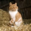 Thumbnail photo of *Barn Cats* #3