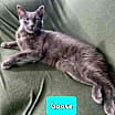 Thumbnail photo of Goose #2