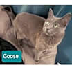 Thumbnail photo of Goose #3