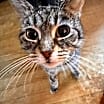 Thumbnail photo of Dixon #2