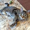 Thumbnail photo of Dixon #3