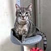 Thumbnail photo of Shego #2