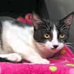 Thumbnail photo of Clover #2