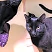 Thumbnail photo of Meowchael Clark Duncan #2