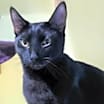 Thumbnail photo of Meowchael Clark Duncan #3