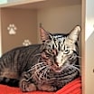 Thumbnail photo of Lorelai #3