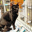 Thumbnail photo of Daphne #3