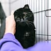 Thumbnail photo of Ebony #3