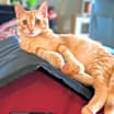 Thumbnail photo of Tybalt #2