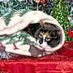Thumbnail photo of Precious #2