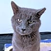 Thumbnail photo of Dusty #2